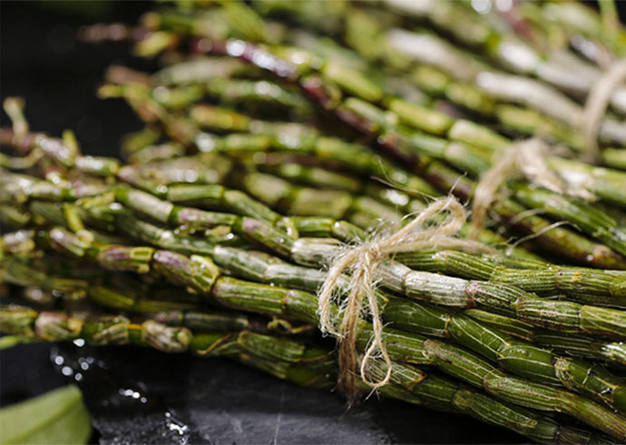 鲜石斛（吊兰）